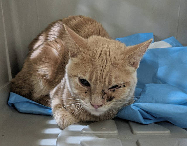 3725893_web1_TE-AnimalsRescued2-crop-040921