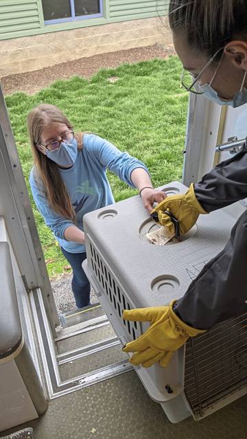 Humane officers rescue 17 cats, 25 rats from Pitcairn home