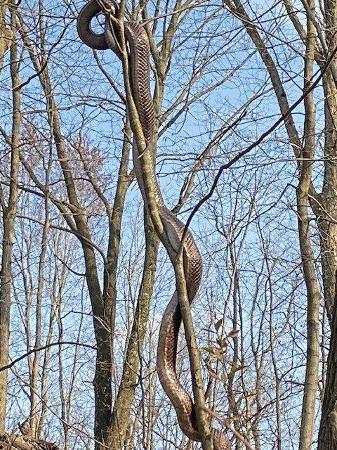 3728043_web1_ptr-fricksnake01-040921