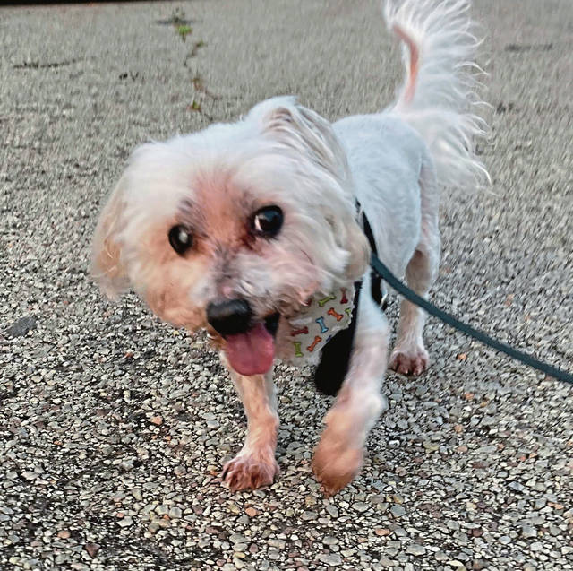 3735587_web1_gtr-happydogs2