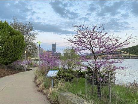 3753592_web1_ptr-PghRedbuds-041721