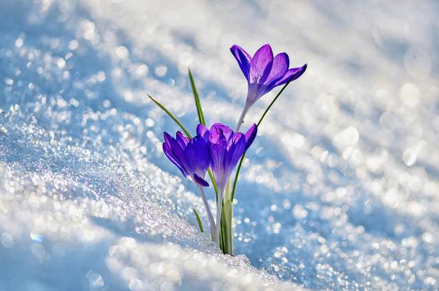 3759740_web1_web-snow6