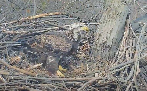 3768696_web1_vnd-EagleSmackDown-11421