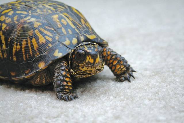 3770710_web1_web-turtle-sa-003
