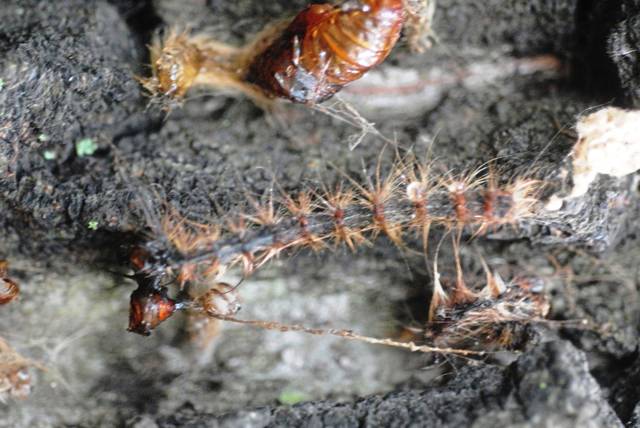 3784333_web1_gtr-gypsy-moth-in-action