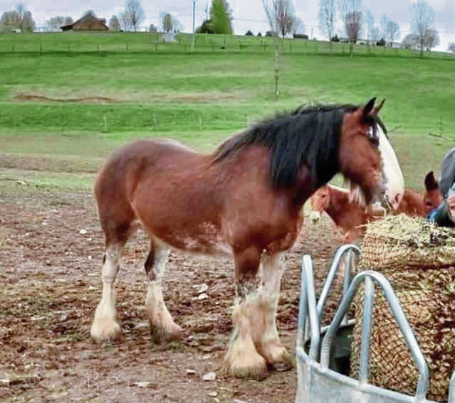 3788100_web1_vnd-missinghorse-042921-2