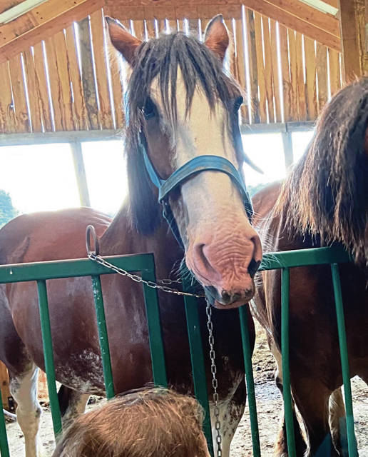 3788100_web1_vnd-missinghorse-042921