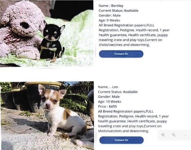 3788124_web1_puppy-screenshot-3
