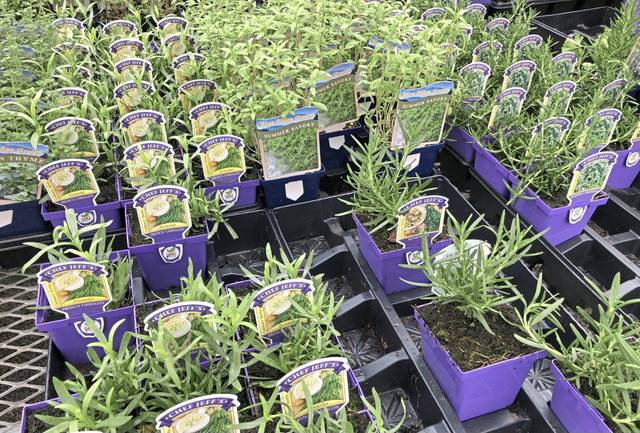 3801187_web1_gtr-containergardens4