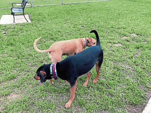 3854632_web1_liberty-and-rocco