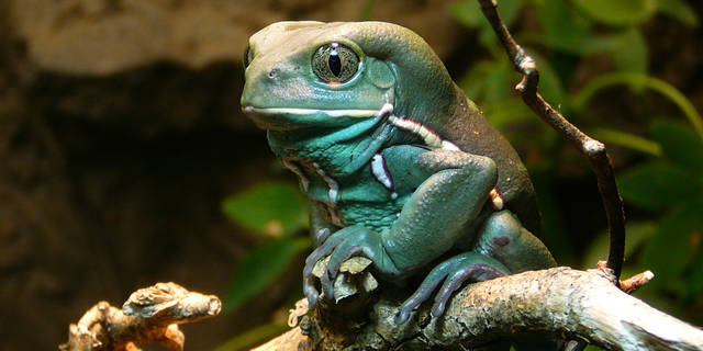 3857422_web1_gtr-liv-reptile