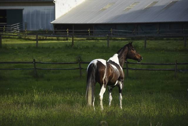 3879520_web1_vnd-horsetherapy003-052321
