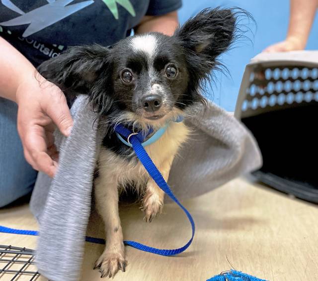 3896313_web1_shr-DogsRescued1-060321