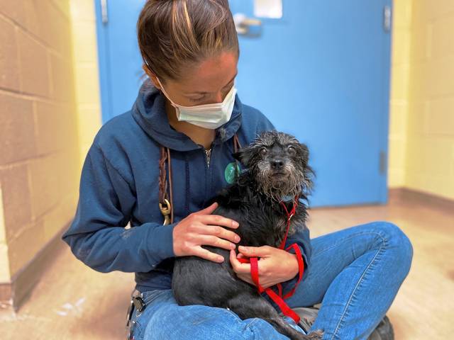 3896313_web1_shr-DogsRescued2-060321