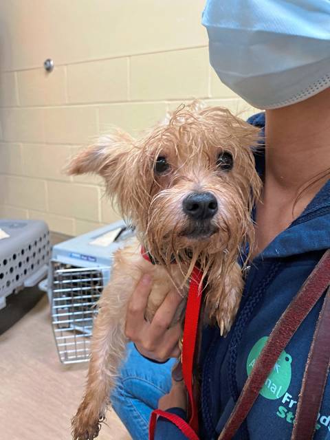 3896313_web1_shr-DogsRescued3-060321