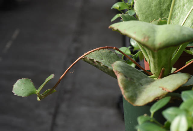 3913262_web1_gtr-liv-succulents10-021420