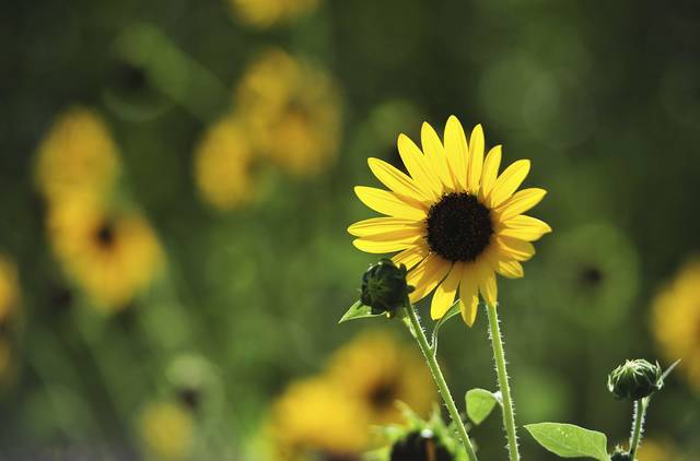 3913702_web1_sew-lo-sunflowers-091318