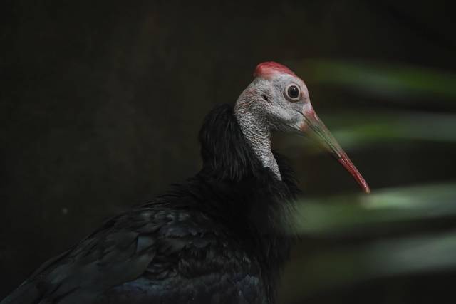 3956935_web1_ptr-journeytoafrica006-060821