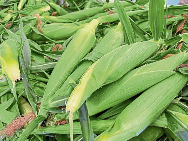 3982610_web1_gtr-sweetcorn04-070421