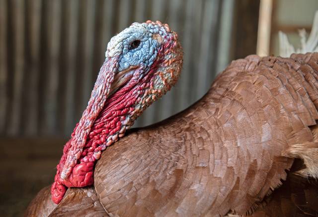 4009842_web1_web-turkey-file