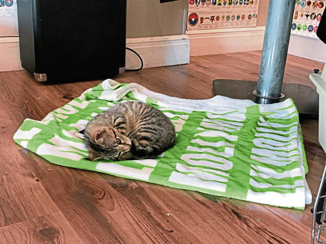 4017842_web1_gtr-KittenAdoption20210706_0344