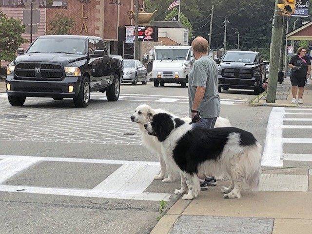 4020714_web1_Dogs