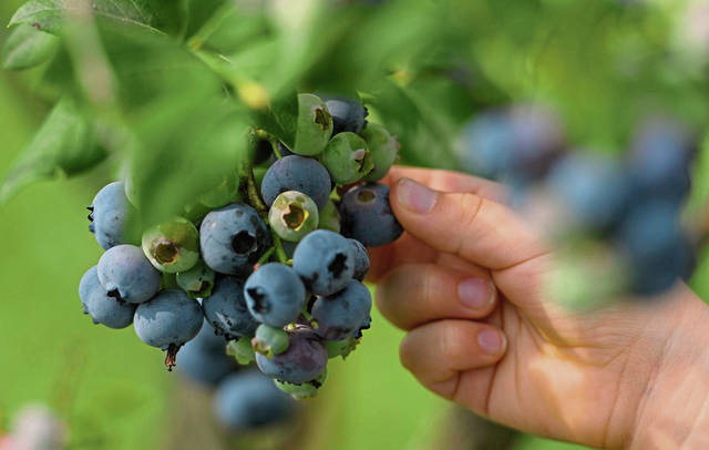 4020773_web1_VND-Blueberrys101-070821