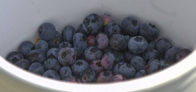 4020773_web1_VND-Blueberrys103-070821