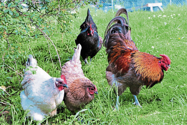4035541_web1_nj-McCandlessChickens-060321