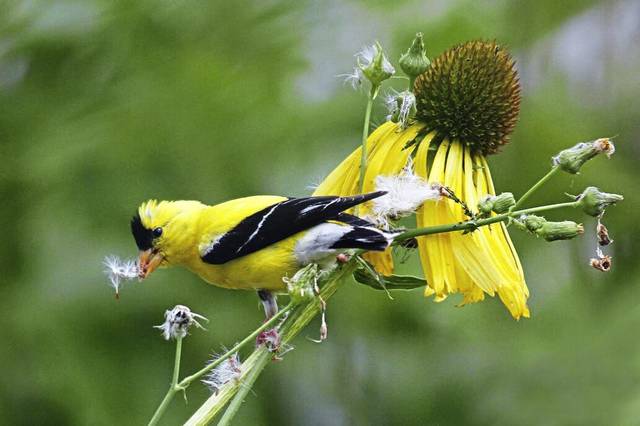 4037291_web1_gtr-goldfinch-071321