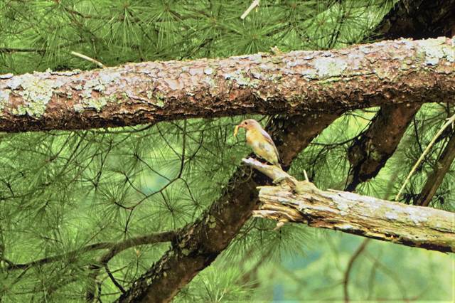 4044884_web1_nj-BluebirdBoxes1-072921