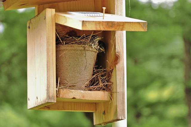 4044884_web1_nj-BluebirdBoxes5-072921