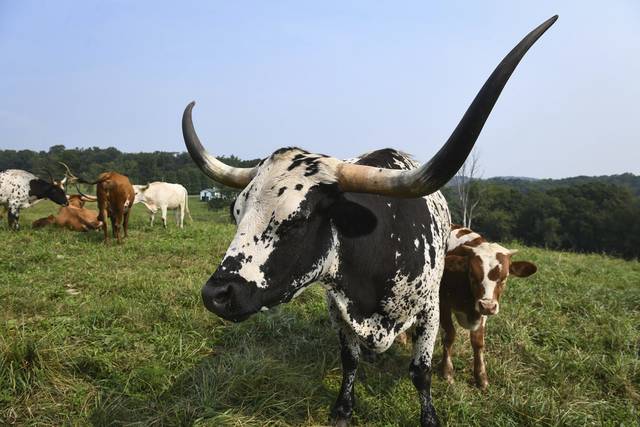 4062393_web1_sew-longhornfarm004-072921