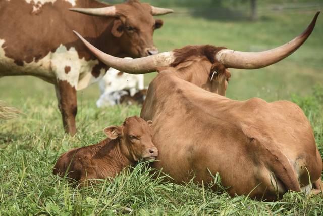 4062393_web1_sew-longhornfarm008-072921
