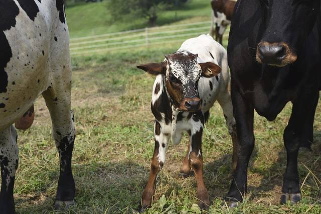4062393_web1_sew-longhornfarm009-072921