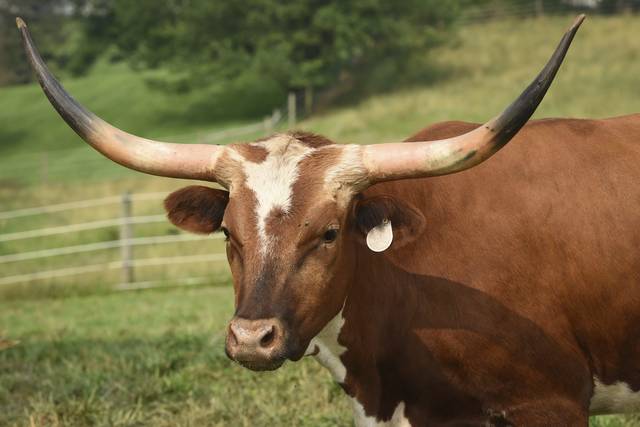 4062393_web1_sew-longhornfarm010-072921