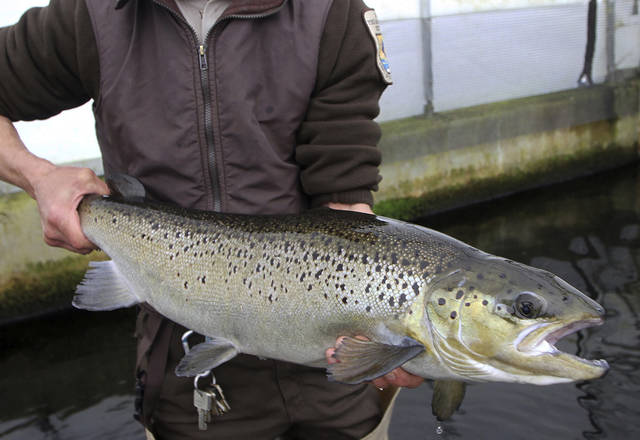 4077140_web1_gtr-A4salmon-072521