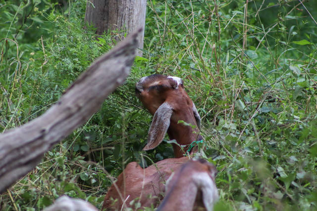 4090499_web1_goat1