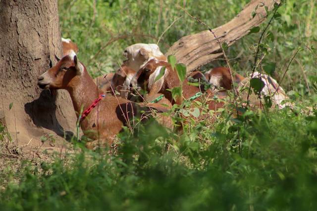 4090499_web1_goat3