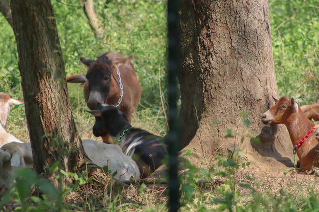 4090499_web1_Goat4