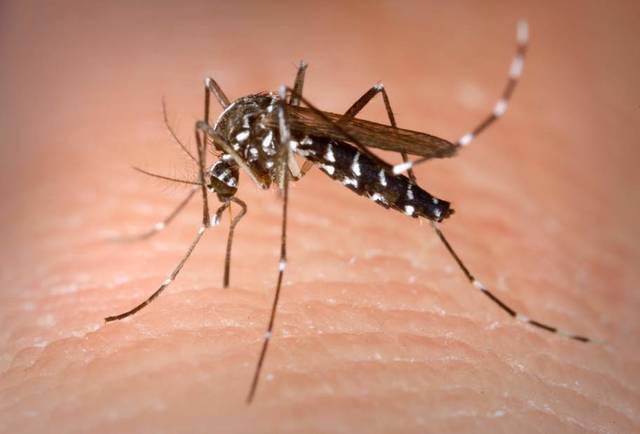 4126892_web1_ptr-mosquito-072518