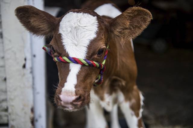 4149388_web1_gtr-fairbabycow001-082219