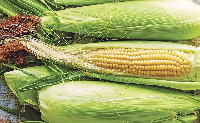 4161123_web1_gtr-web_corn_ear-082121