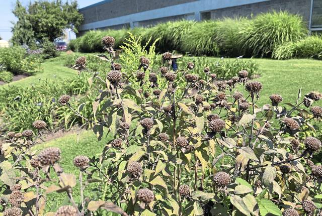 4168965_web1_gtr-fallgardening5-082921