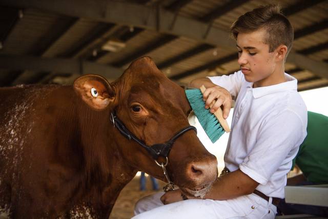 4177976_web1_gtr-faircows1-082721