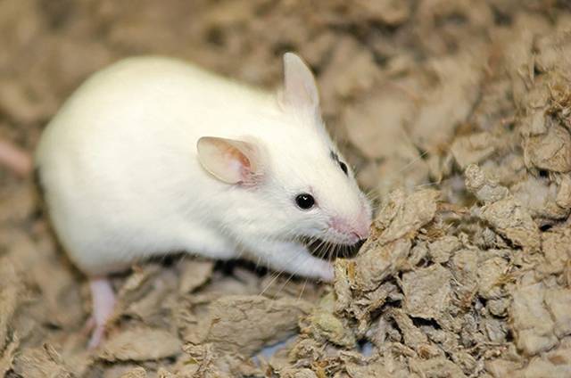 4182349_web1_web-mouse2