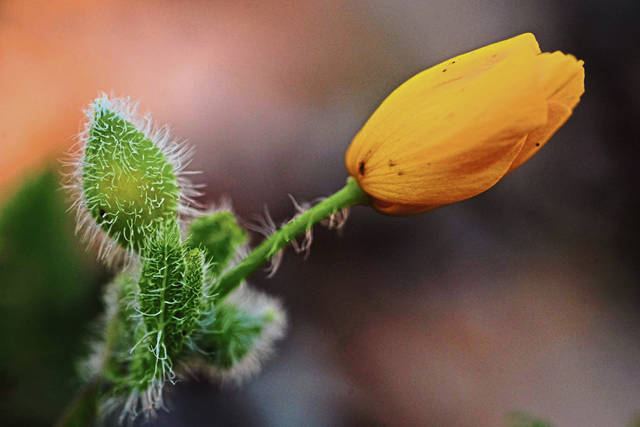 4192812_web1_gtr-wildflower1