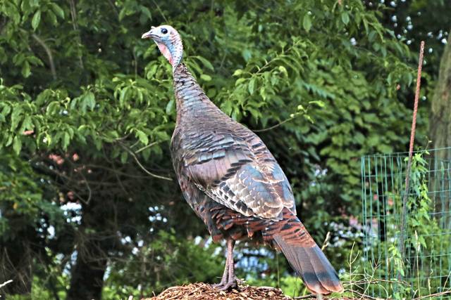 4197889_web1_ptr-lo-CityTurkeys10-090221