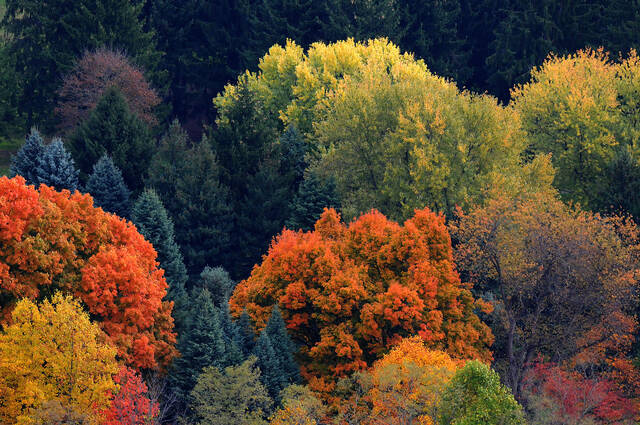 4234521_web1_vnd-fallfoliagegosser1-100514