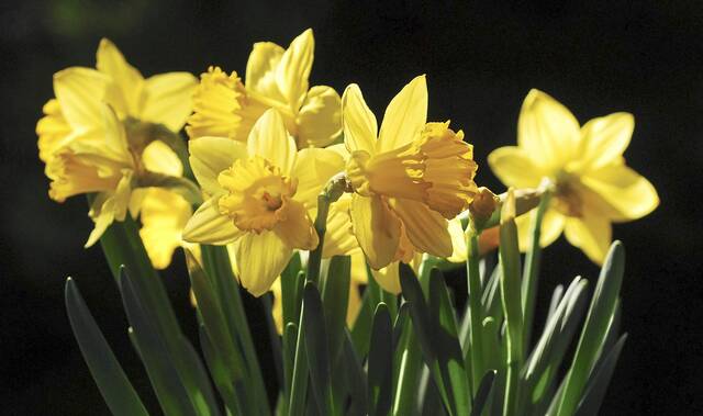 4235460_web1_gtr-daffodil-022719 4235460_web1_gtr-daffodil-022719